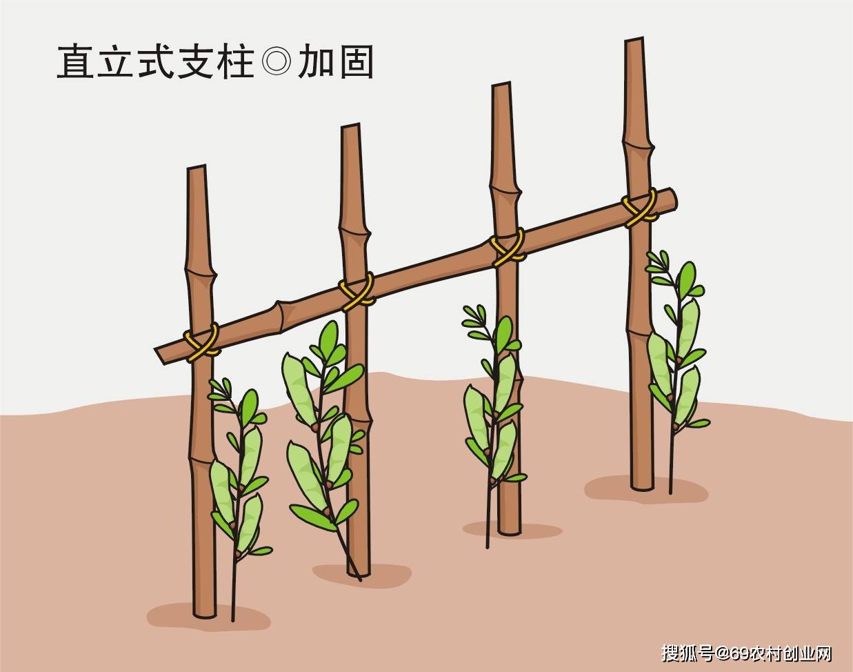 小农夫劳动实践活动:给喜欢爬藤的蔬菜搭建攀藤架