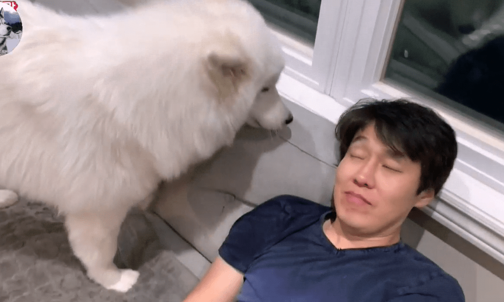 主人悲伤"哭泣",大白狗化身暖男,这狗真是没有白养啊