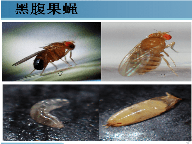 麻江蓝莓基地蓝莓果蝇的绿色防控技术