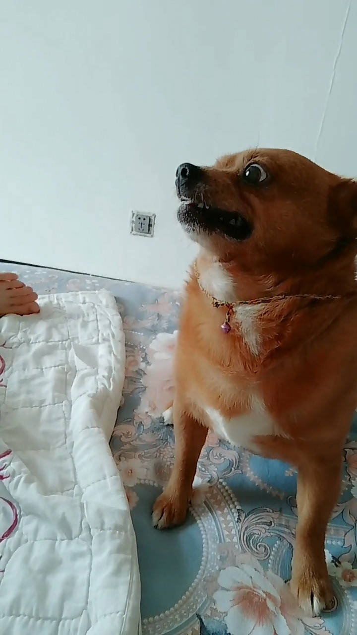 主人把臭脚丫给狗闻,狗狗闻后变成这样子,主人表示不敢再作