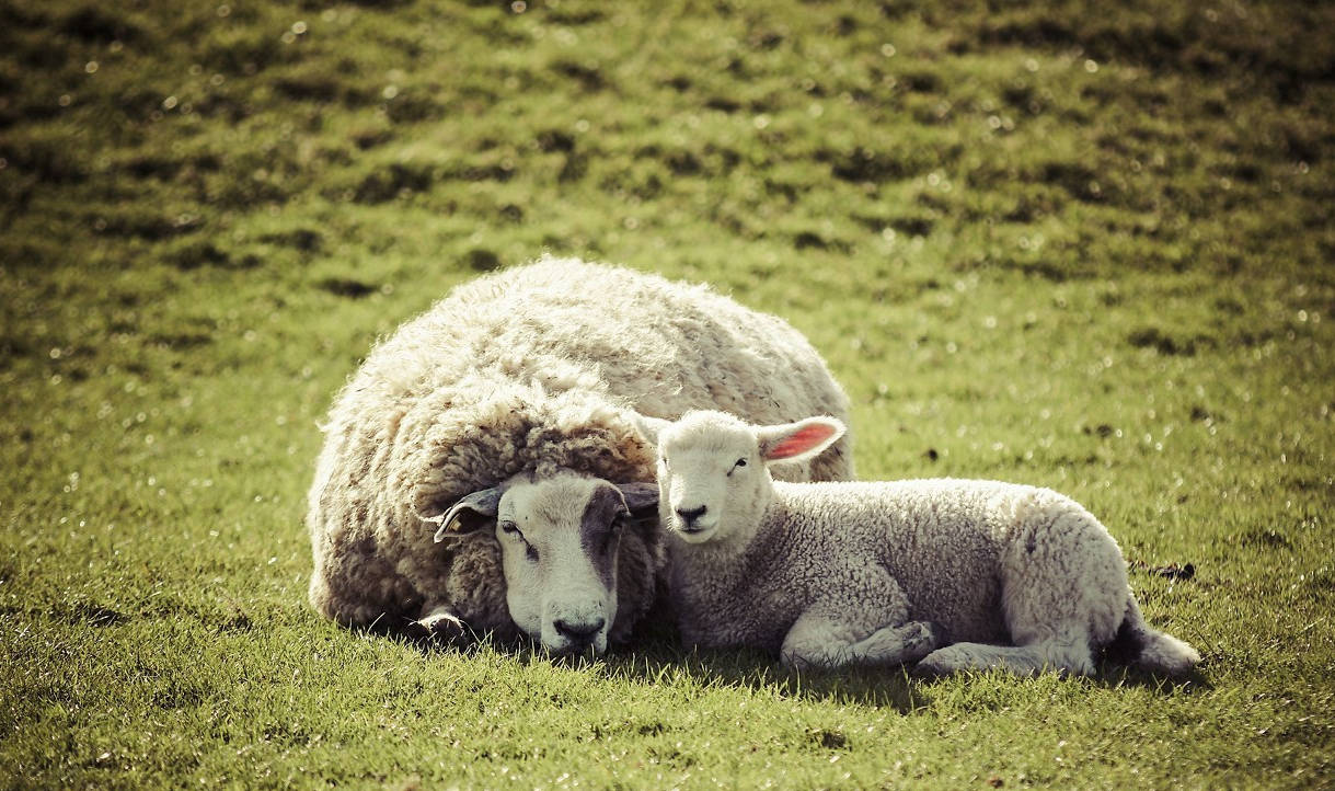 67年生肖羊的财运较为反复,少年较辛苦,需要等到中年以后才可以得到