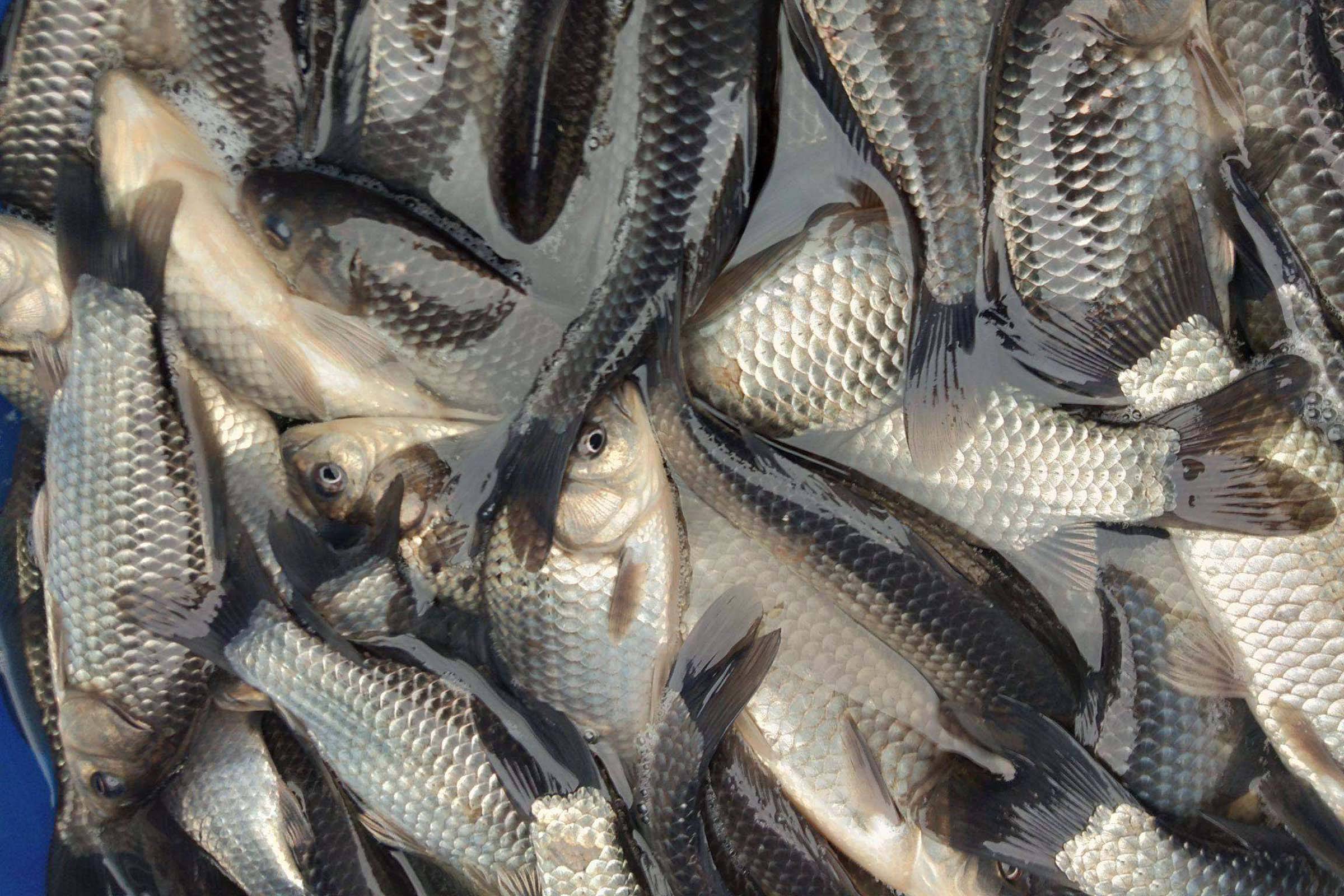 钓鲫鱼有哪些技巧?钓鲫鱼的一些常识_手机搜狐网