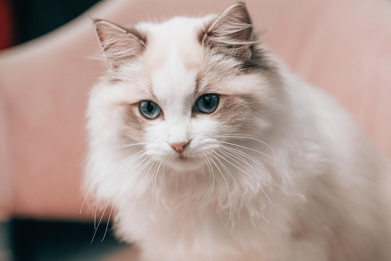 猫咪美毛吃卵磷脂还是蛋黄呢?