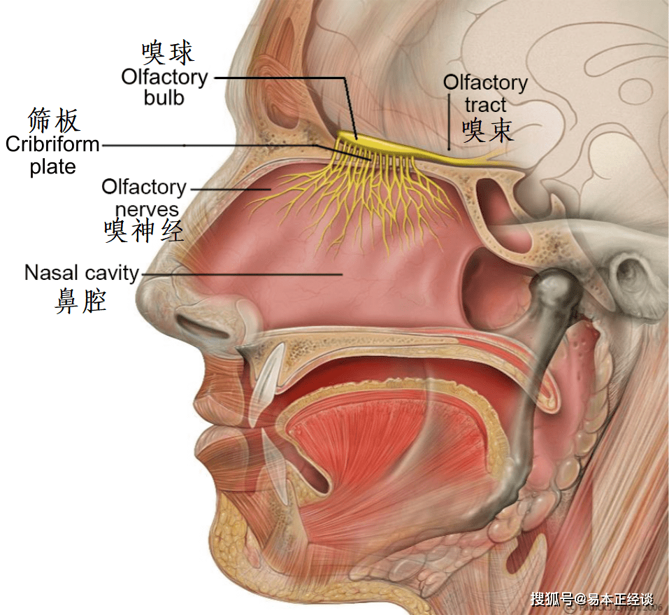 嗅覺與大腦