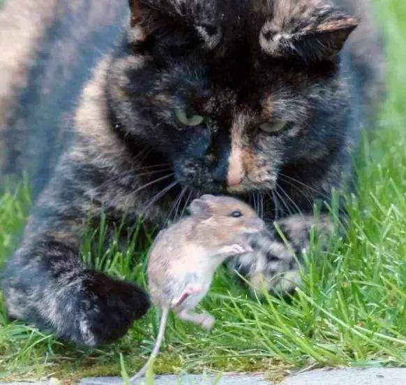 猫抓老鼠的叫声播放图片
