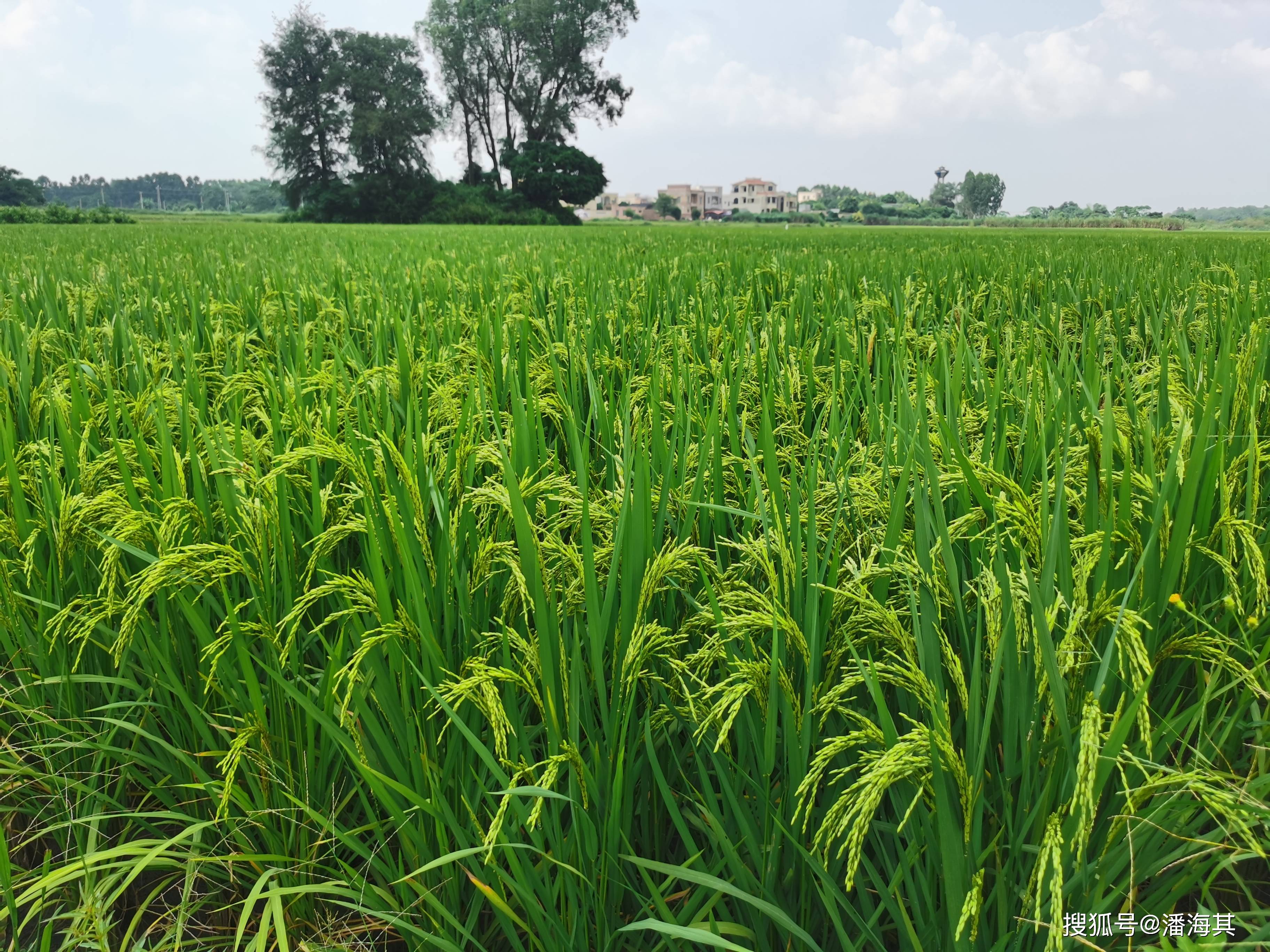 遂溪县洋青镇晚造水稻已进入半成熟期