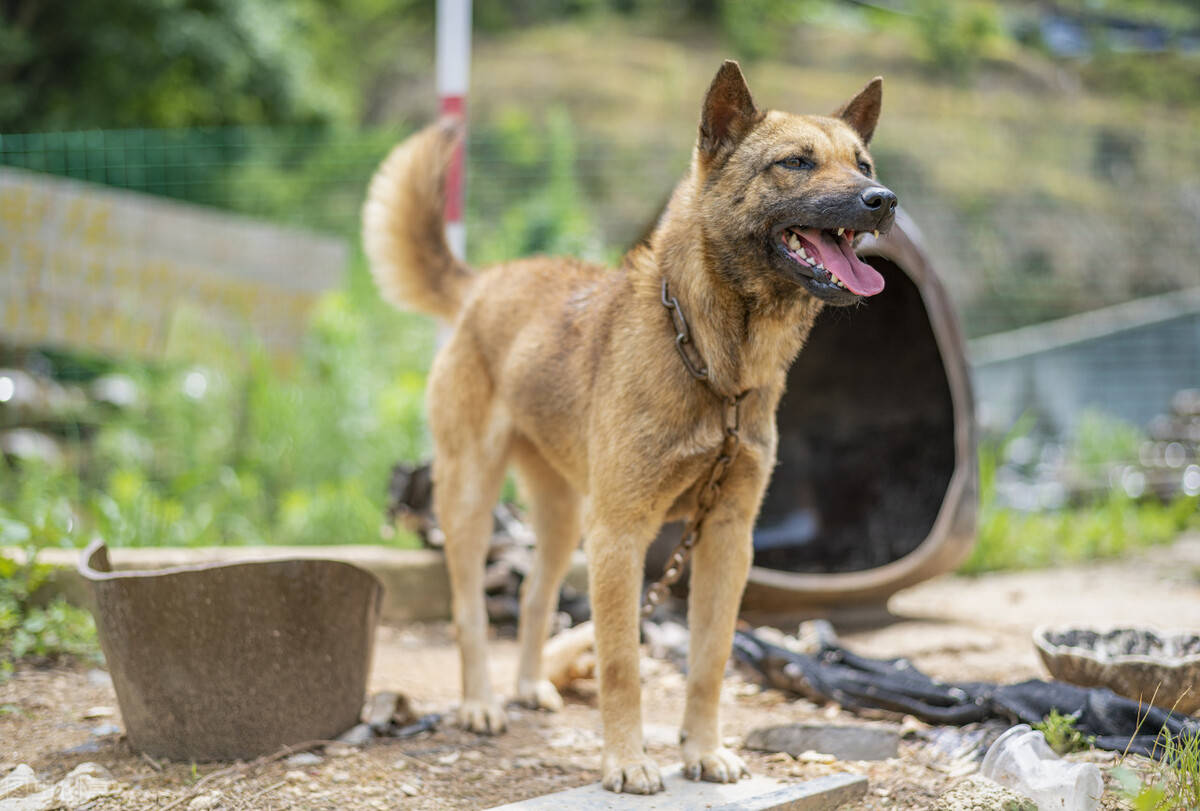 没养过中华田园犬的养狗生涯是不完整的