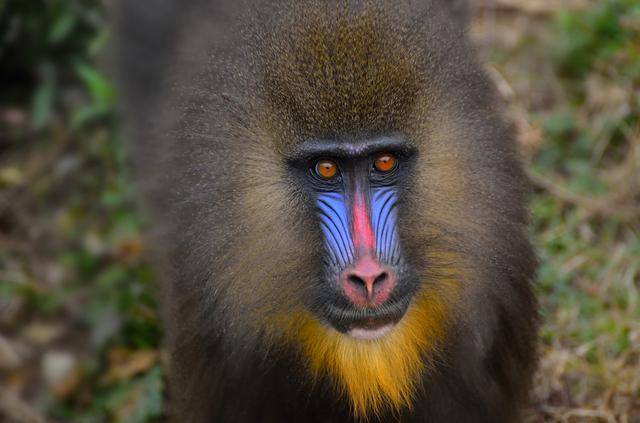 嬉戏于丛林及岩石间,主要天敌是花豹,但花豹一般只猎捕雌性山魈和未