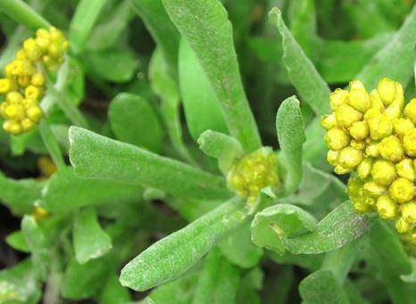 路边常见的老鼠菜营养价值很高男女都不可错过了解下