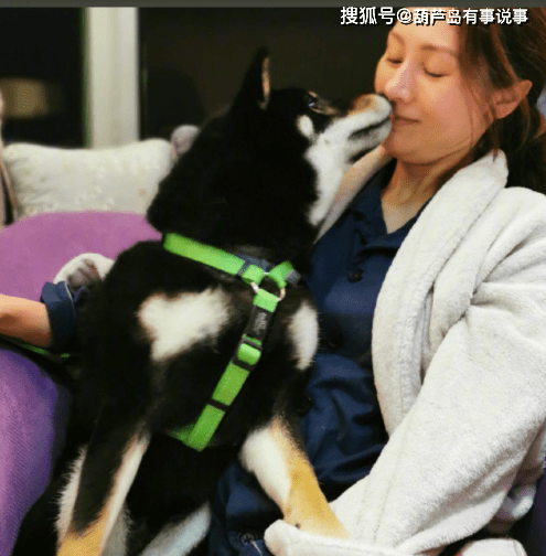 原创李嘉欣脾气好许晋亨老婆被狗亲嘴也不生气素颜休息也愿意出镜