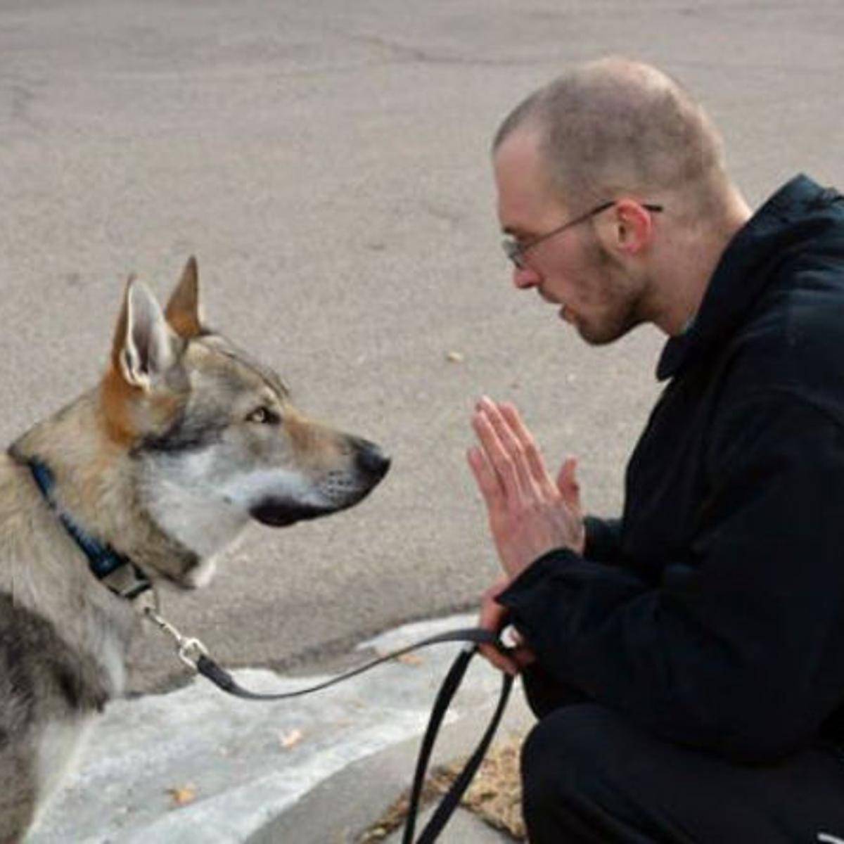 比哈士奇更像狼!不过养捷克狼犬,简直跟伺候祖宗一样-搜狐大视野-搜狐新闻