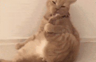 猫咪舔爪子表情包图片