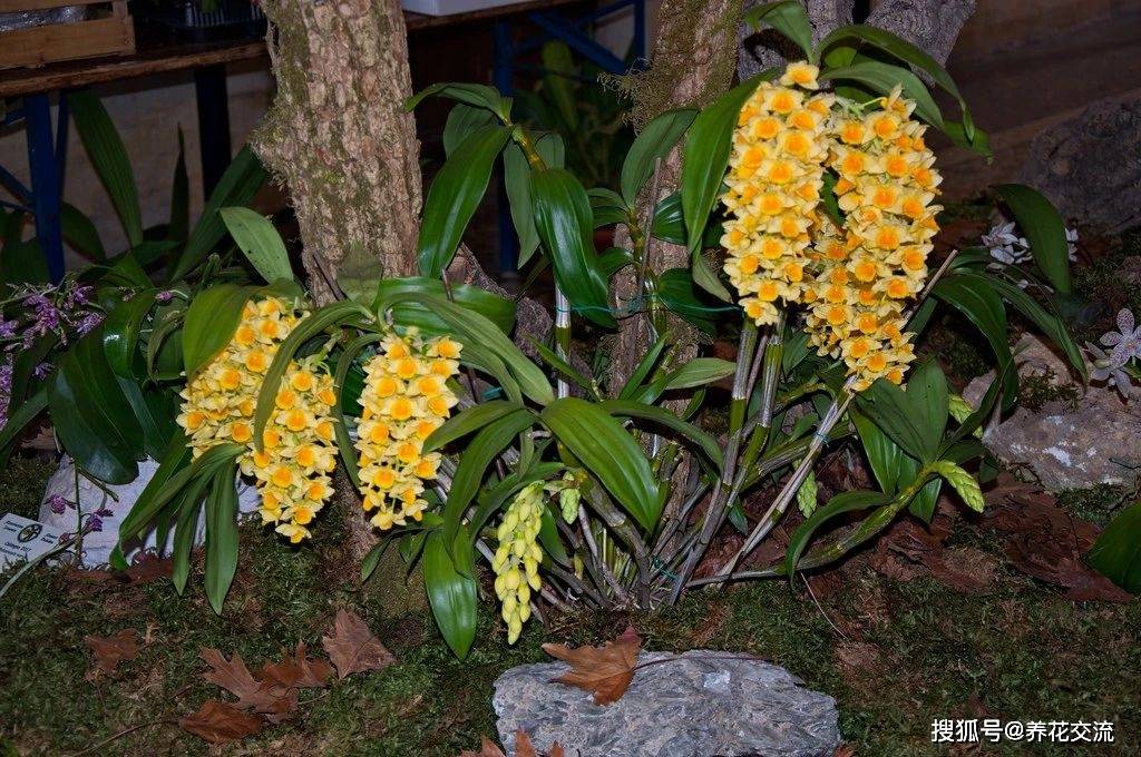 原创可以用树皮或水苔种好的石斛兰,半阴阳台就可养好,花朵又大又多