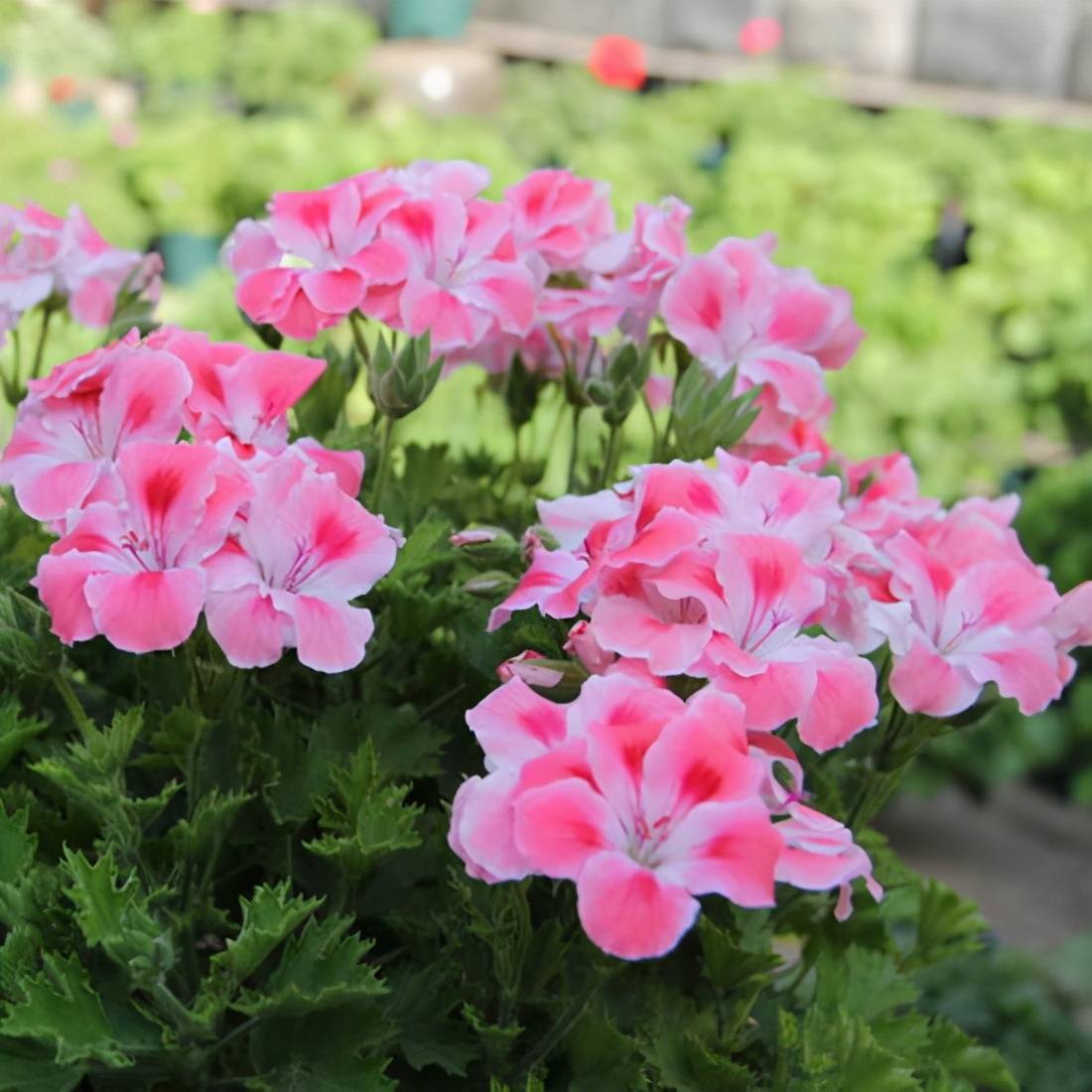 原创秋天了天竺葵终于睡醒了这时候来点花肥开花旺