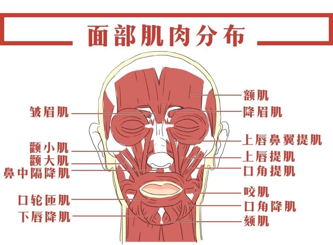 软骨性鼻锥的手术应用解剖