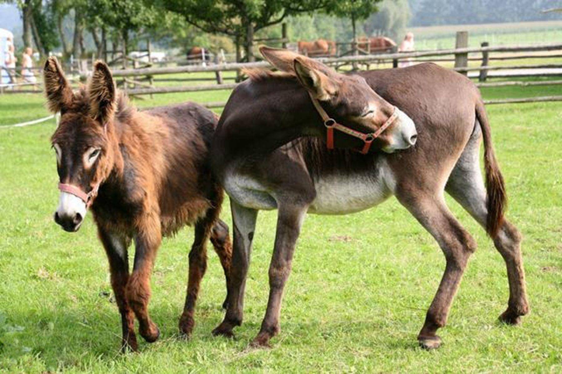 原創人類為什麼讓不同品種的動物交配這違背動物天性嗎