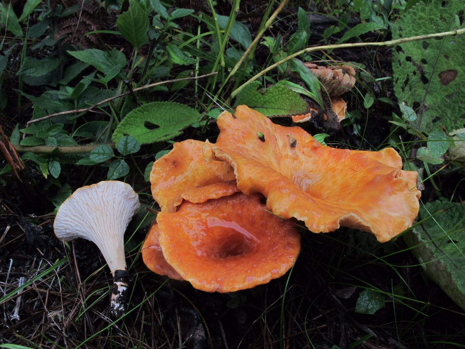 农村这二十种野生菌,你认得几种?吃过十种以上算你牛!