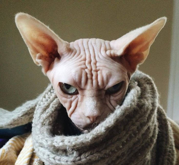 世界上脾气最暴躁的猫,加拿大无毛猫洛基,网友:一看就是社会喵_手机