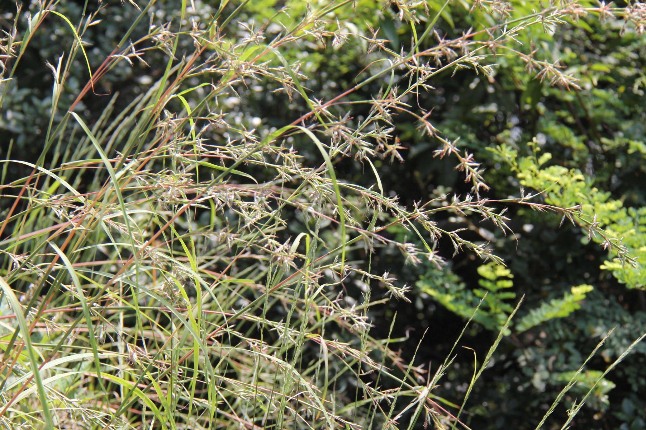 庆元植物1284禾本科香茅属橘草