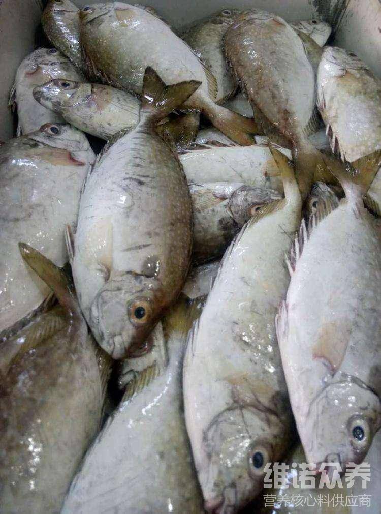 蓝子鱼吃什么长大的,养殖蓝子鱼的饲料配方