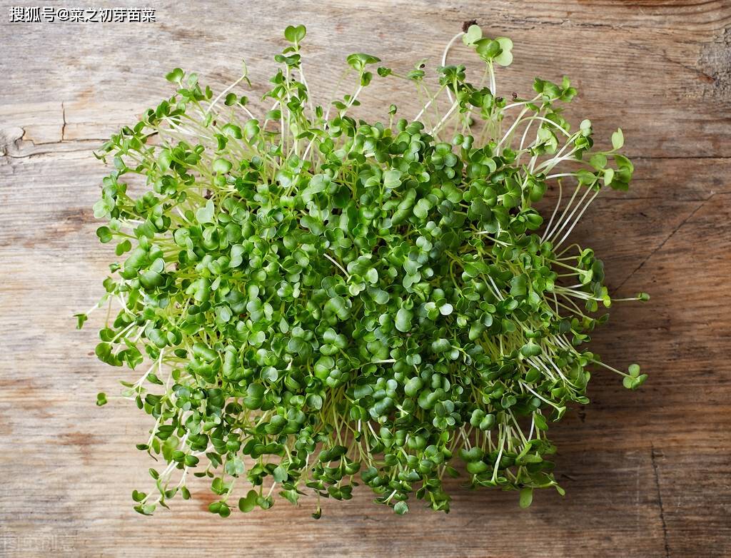 芝麻芽苗菜的培育方法