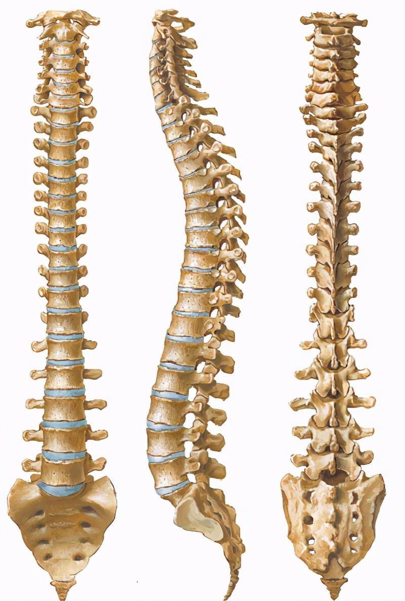 人体的身高主要由三个部分构成:头骨,脊柱,股骨,而头骨和股骨在人成年