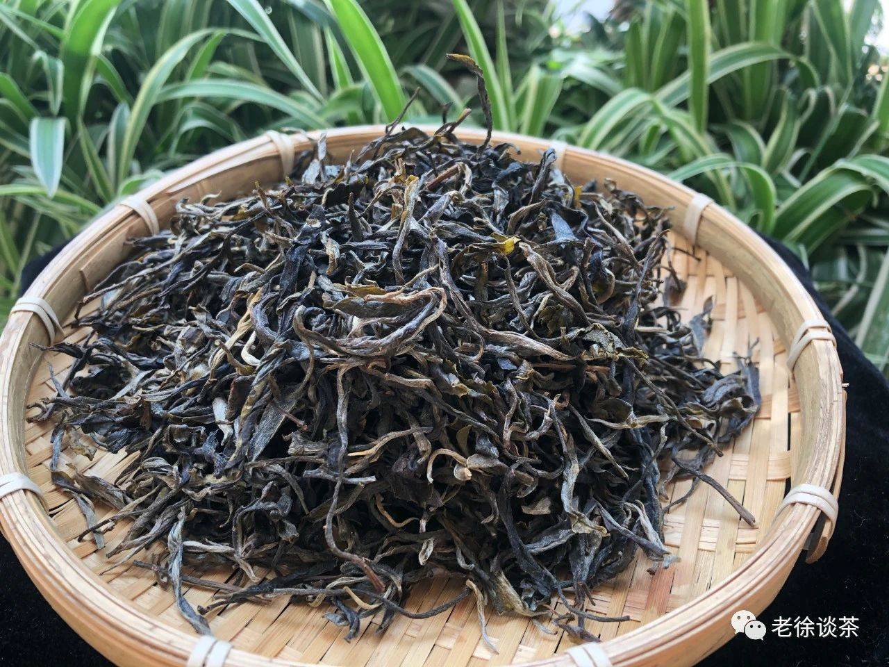 老徐鉴茶第372期2020头春景迈古树茶品鉴报告