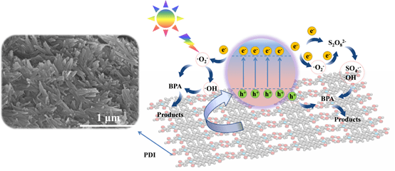 南京師大揭示可見光下苝二酰亞胺超分子活化過硫酸鹽新機制