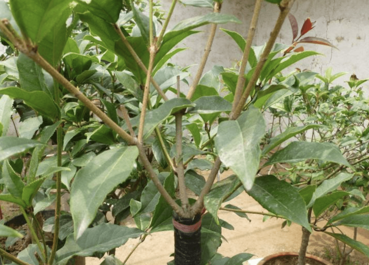 轻短截修剪是指剪去枝条的(果树短截修剪的类型) - 医药经