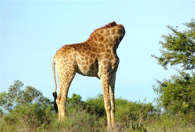 它毅然活了18个月,转身一变成摇钱树!_手机搜狐网