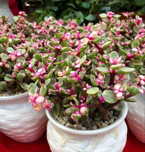 迷人的"雅乐之舞",比多肉还好养,做到这3点,爆成一大盆