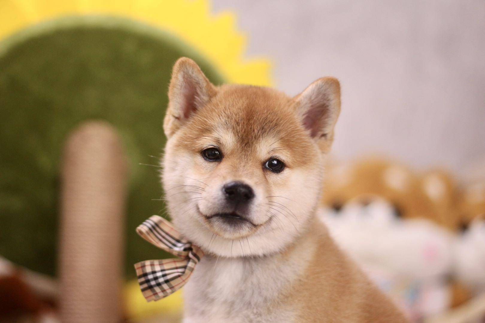 养柴犬前大家比较关心的几个问题,看完更安心