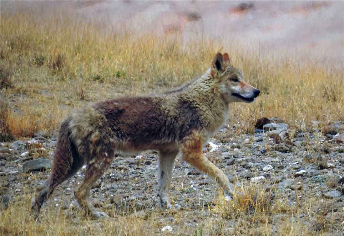 原创羌塘骑行遇到狼群狼对豪猪也束手无策但会咬死重达500公斤的野