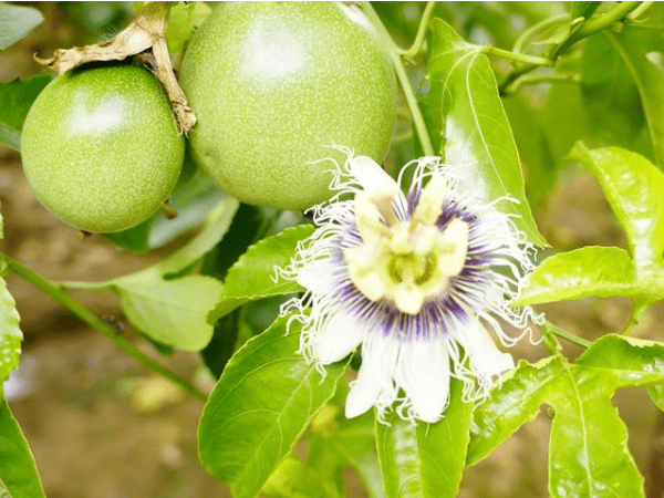 百香果種植不開花怎麼催花,百香果追肥用什麼肥料?