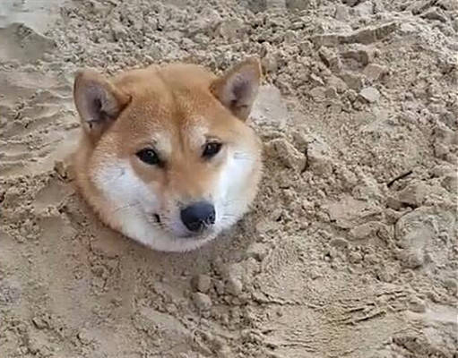 原创小主人和柴犬在玩沙子,再去看时只剩下狗头了:真是满脸写着高兴