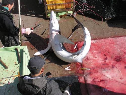 最美丽的鲨鱼：海里有一种大青鲨，长得俊俏无比