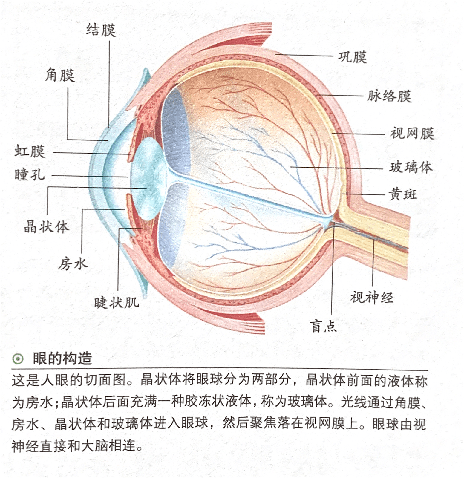 生理盲点位置图片