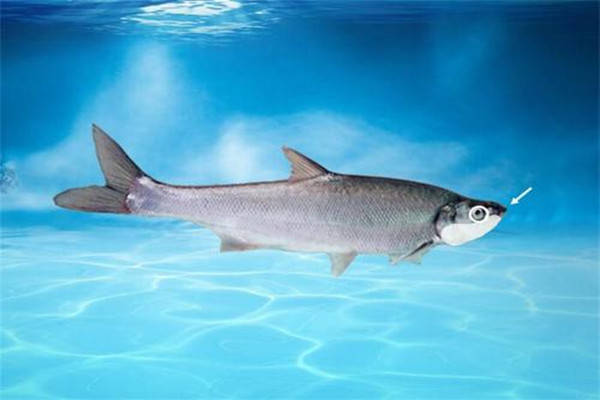 在兴凯湖采捕兴凯湖大白鱼自然原种,依托已有的兴