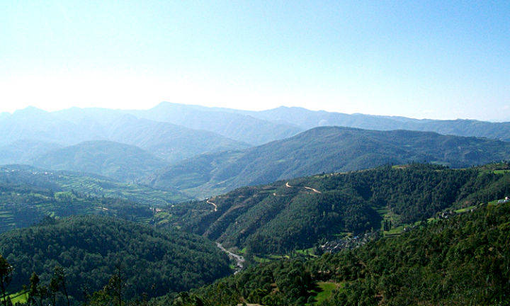 详解景东无量山普洱茶的口感特点