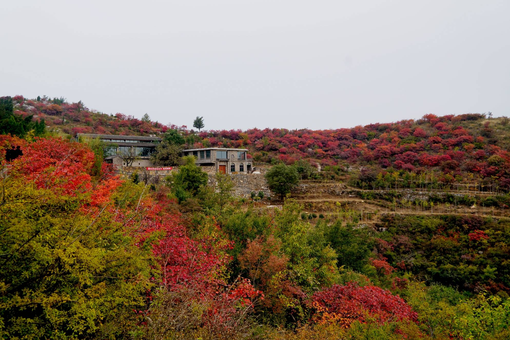 庚子重阳将至,巩义市竹林镇长寿山红霞满天,层林尽染,五彩斑斓,如诗