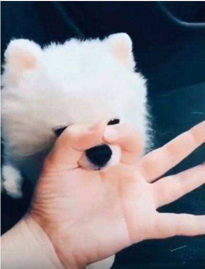 主人打个手势,狗狗就配合,小模样太萌了,完美!