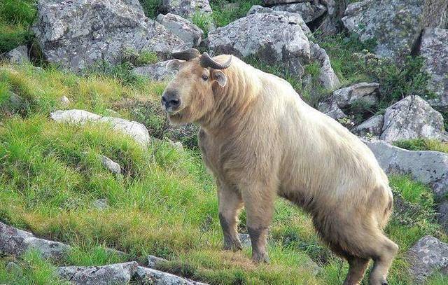 台湾特有动物也是台湾唯一的野生牛科动物