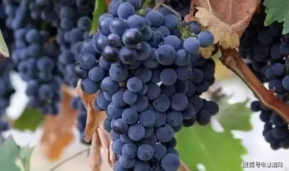 蒙特普查诺montepulciano意大利中部红葡萄品种的实力担当