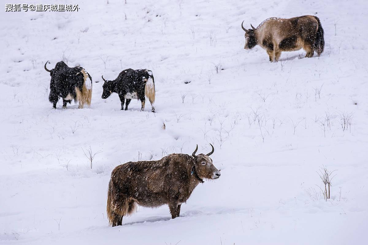 西藏的犛牛們淡定迎接昌都2020第一場雪