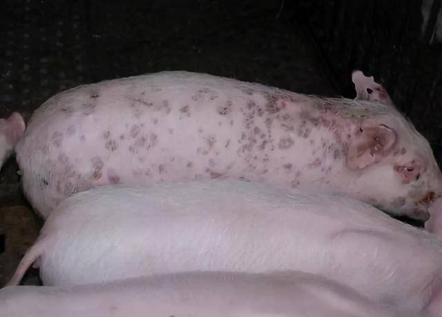 猪圆环病毒病的症状与治疗方案,养猪人快收藏