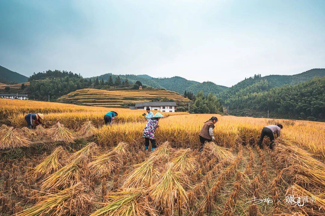 瞰见赣南|稻熟农忙时节,风吹稻浪堪称"秋日绝色"