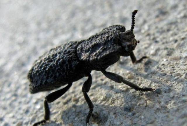 世界上最硬的甲虫图片