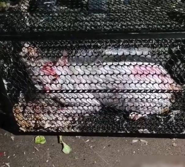 原创保安开水虐猫一尸五命,冲动立法或许无助问题解决