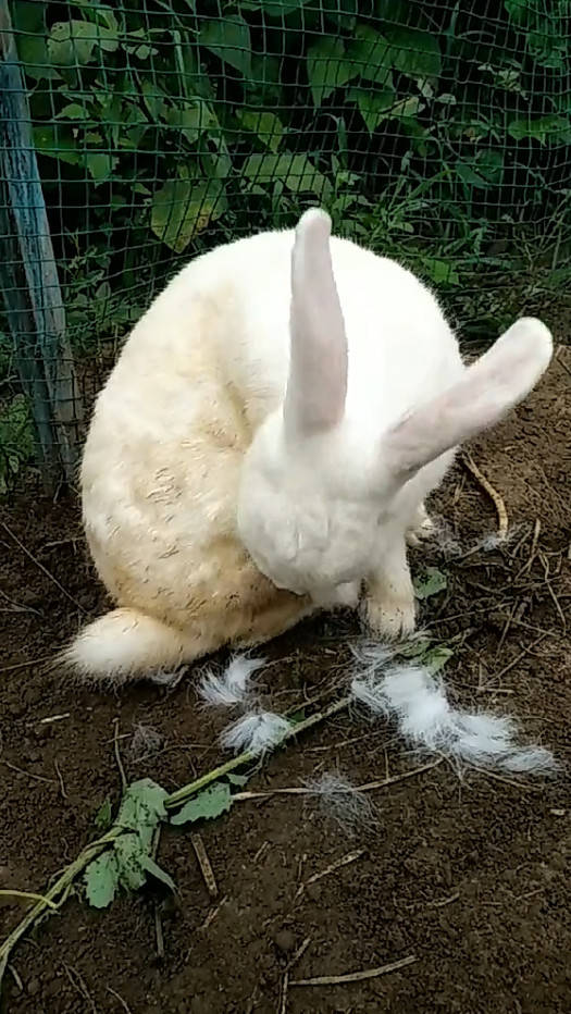 兔妈为迎接兔宝做准备,不顾疼痛往身上拔毛,网友直呼太伟大_兔子