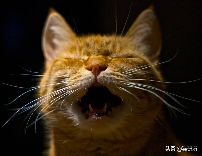 其实仔细想想,当知道了真相,对叫声没有了恐怖的想象空间之后,也就没